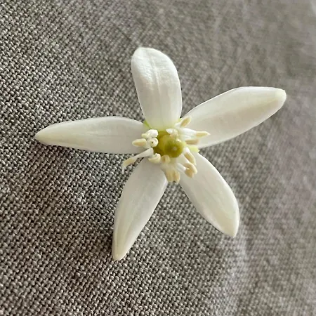 Angolo Di Zoe Триест